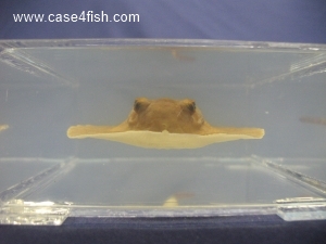 Foto Galerie/Myliobatiformes/Potamotrygon sp/Potamotrygon sp_03_S.jpg